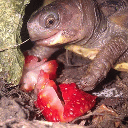 Sloth (USA-2) : Oh Boy! Strawberries!